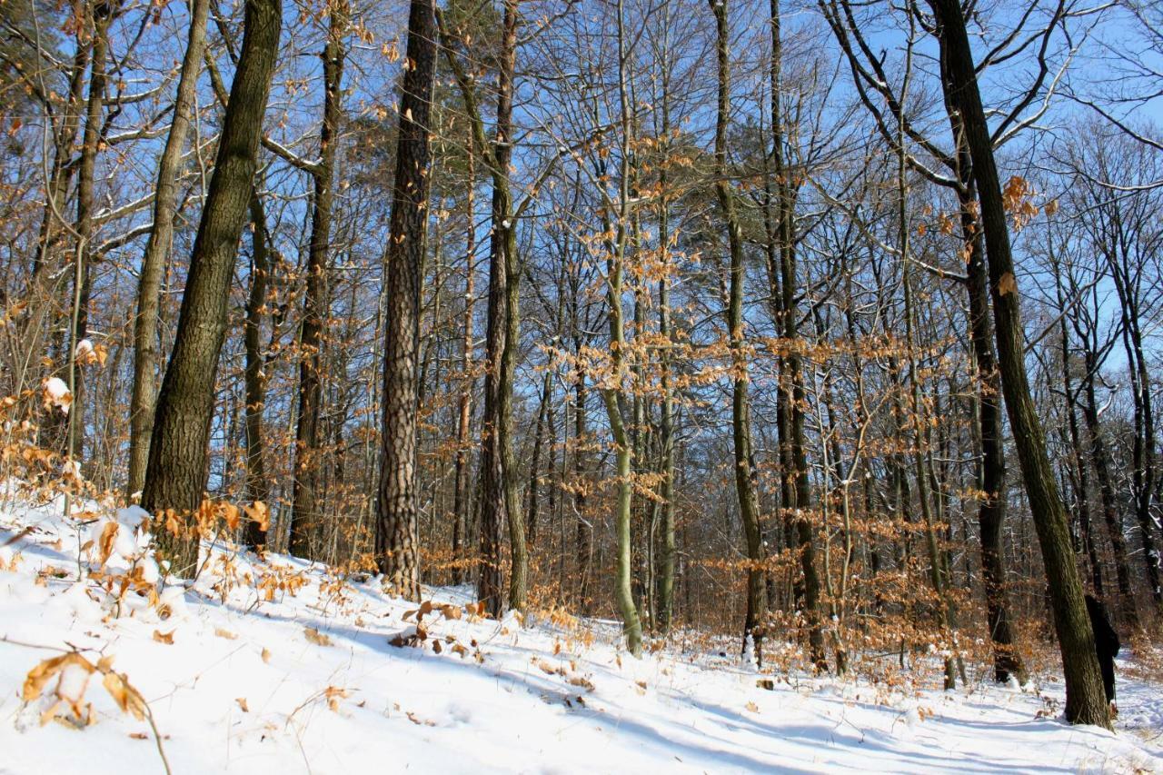 Ferienwohnung Natur Und Kunst เดรสเดน ภายนอก รูปภาพ