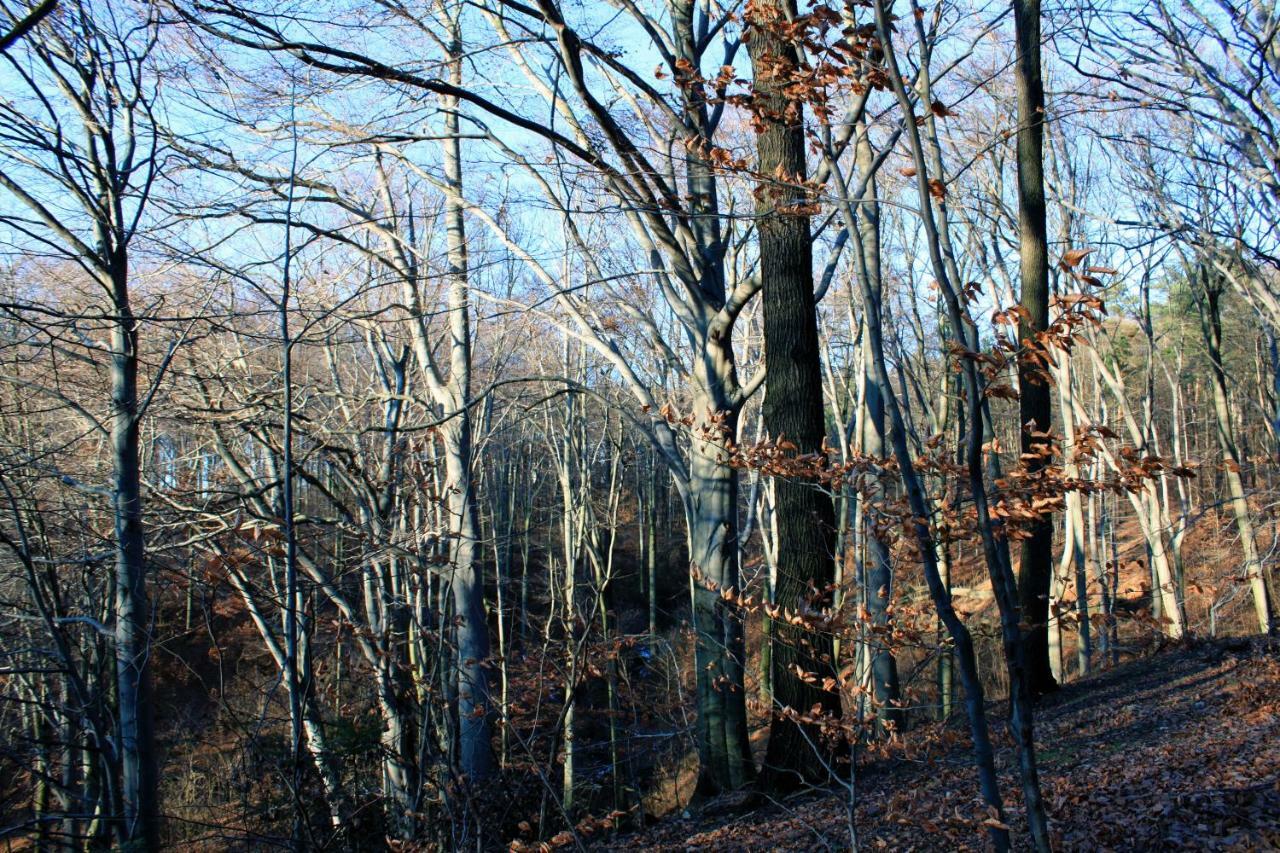 Ferienwohnung Natur Und Kunst เดรสเดน ภายนอก รูปภาพ