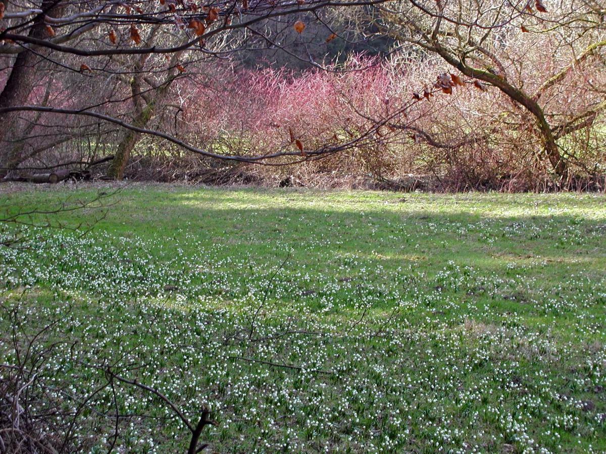 Ferienwohnung Natur Und Kunst เดรสเดน ภายนอก รูปภาพ