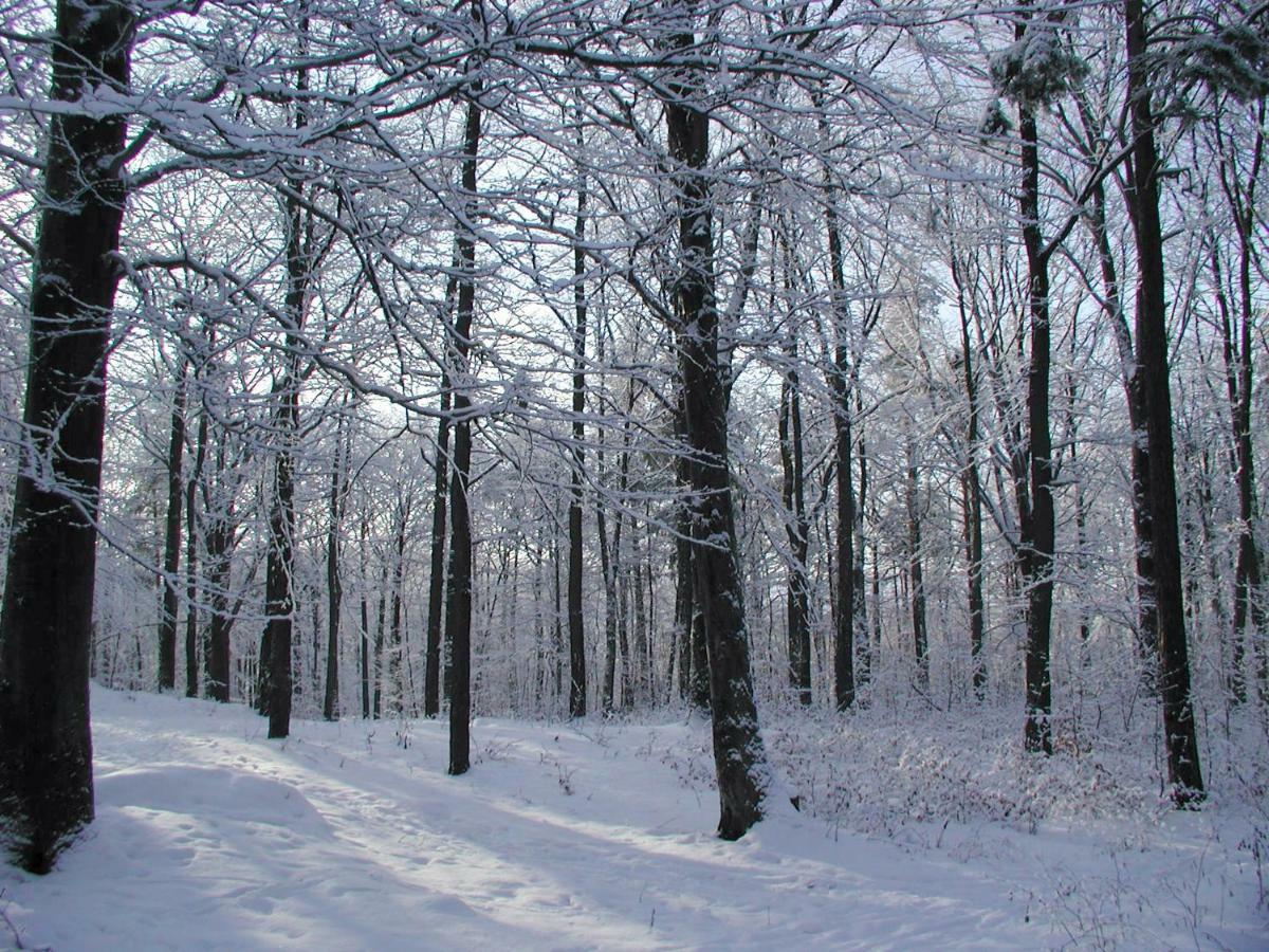 Ferienwohnung Natur Und Kunst เดรสเดน ภายนอก รูปภาพ