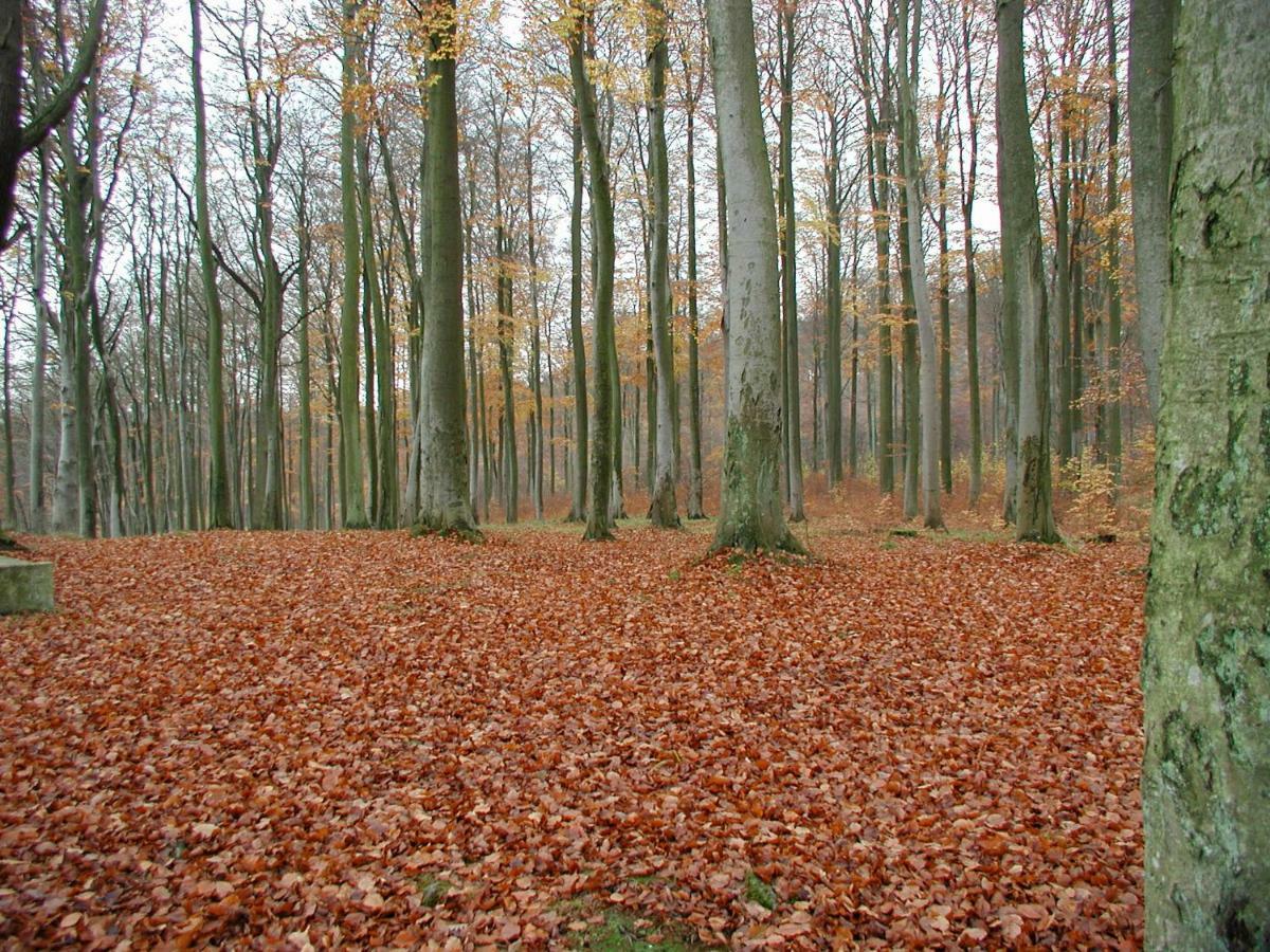 Ferienwohnung Natur Und Kunst เดรสเดน ภายนอก รูปภาพ
